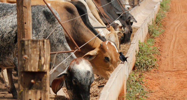 Ganaderos interpondrán recursos legales contra etiquetado