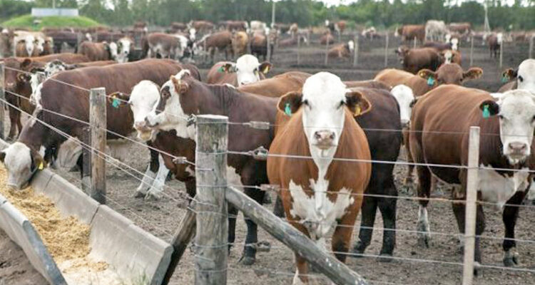 México y Estados Unidos firman nuevo protocolo para exportaciones de ganado