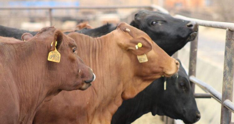 Avanzan en exportación de ganado: rectivan cuarentenaria de Ojinaga