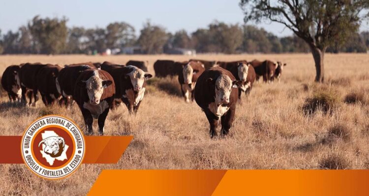 UGRCh presenta la segunda edición del Encuentro Ganadero Chihuahuense