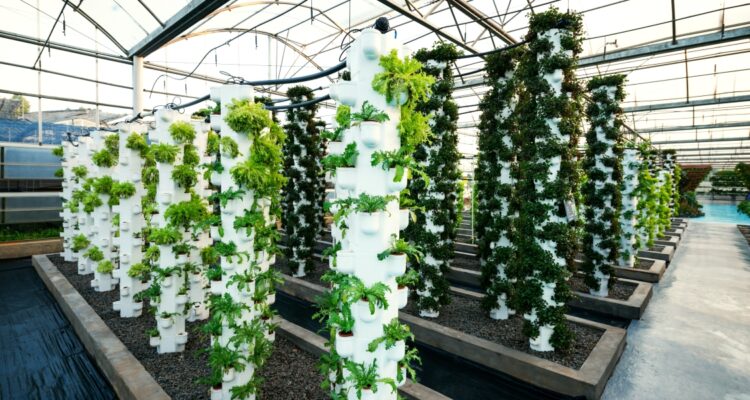 Agricultura vertical