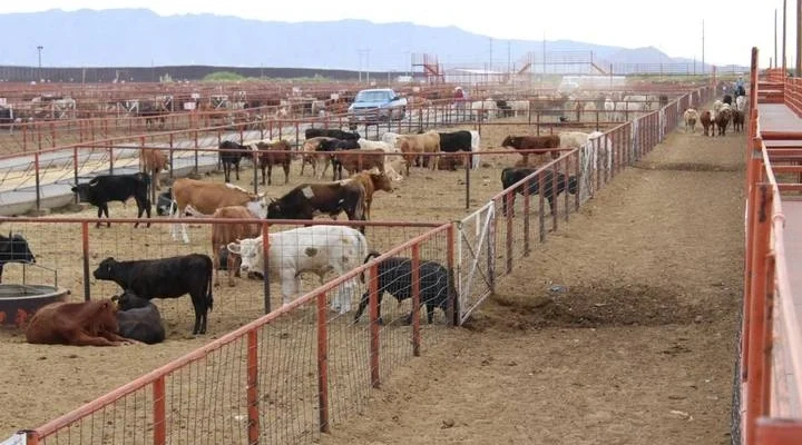Producción ganadera en Chihuahua crece 7.2% en 2024