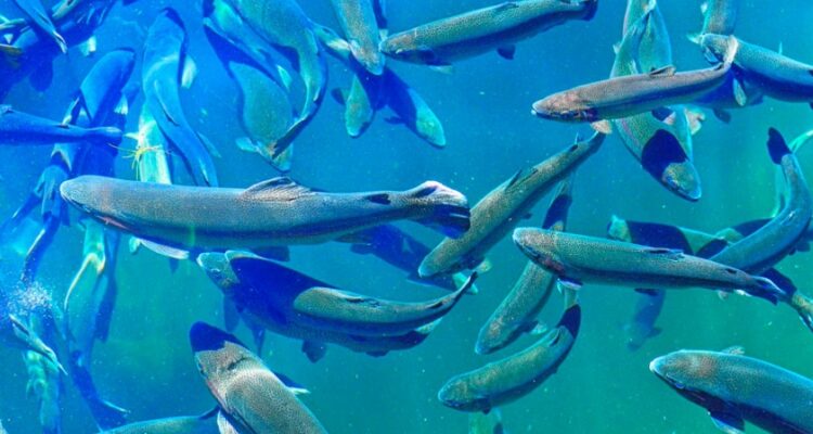 A punto de inaugurarse el primer acuario del estado: Turismo