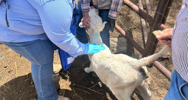 Inician acciones contra gusano barrenador tras detección en Parral  